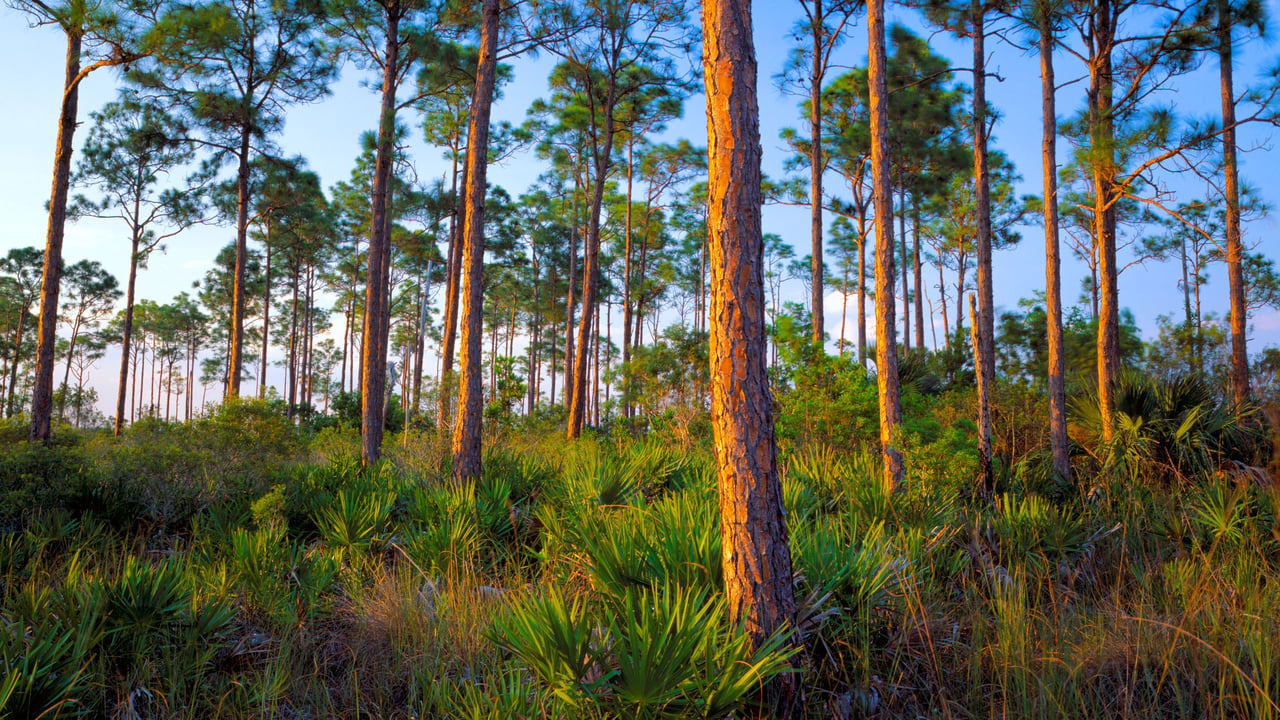 Forest hammock of slash pine and saw palmetto, Everglades National Park, Florida, United States (© Mary Liz Austin/Alamy)
