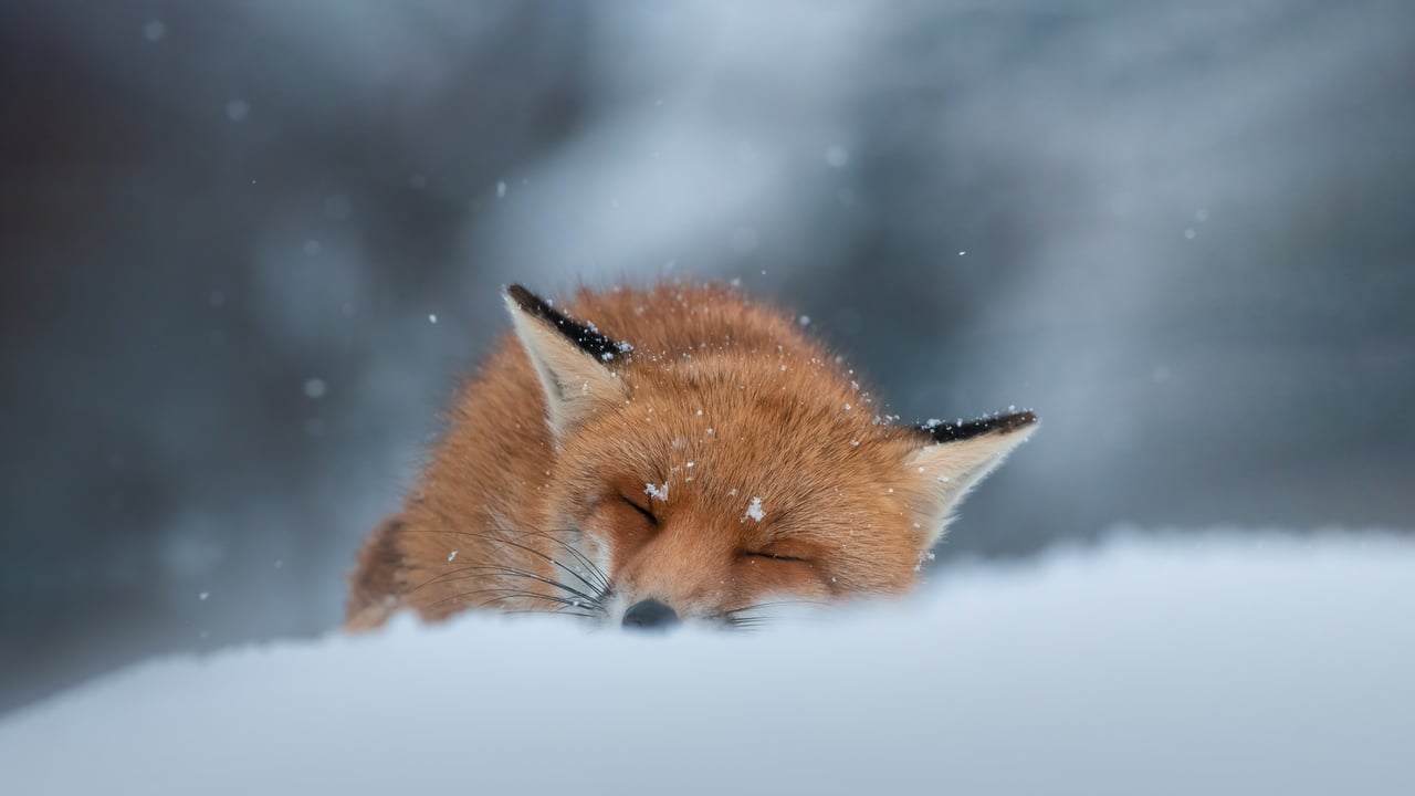 Red fox sleeping in the snow, Abruzzo, Italy (© marco vancini/500px/Getty Images)