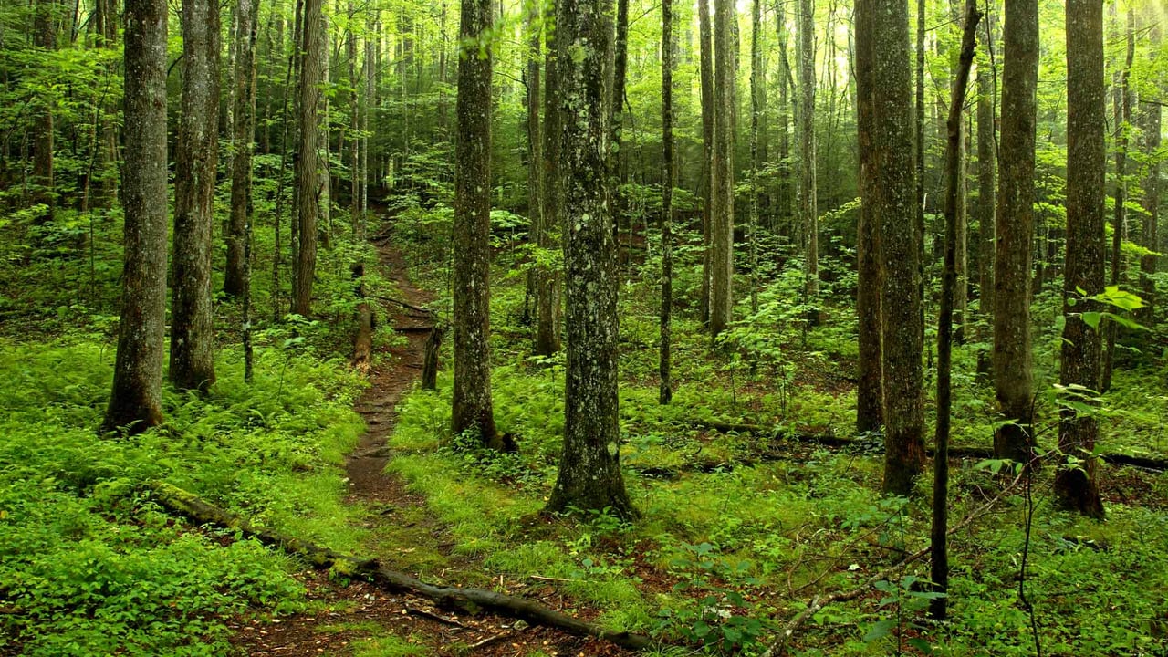 Forest path in Great Smoky Mountains National Park, Tennessee (© putmanphoto/Getty Images)