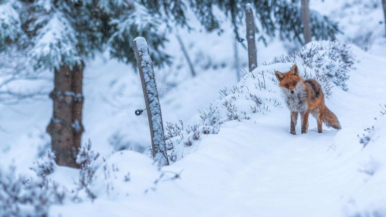 Renard roux, Lac des Truites, Soultzeren, Alsace, France (© gmo-pixel/500px/Getty Images)