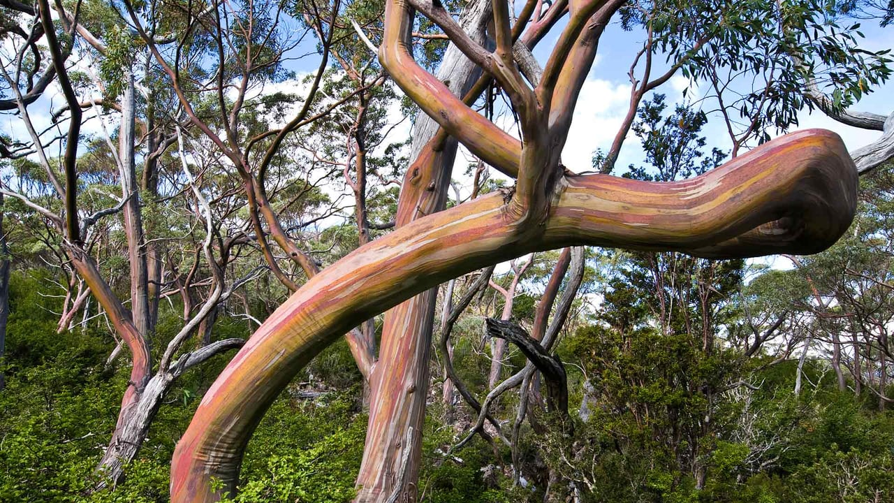 Tasmanian snow gum trees, Mount Field National Park, Tasmania, Australia (© Ignacio Palacios/Getty Images)