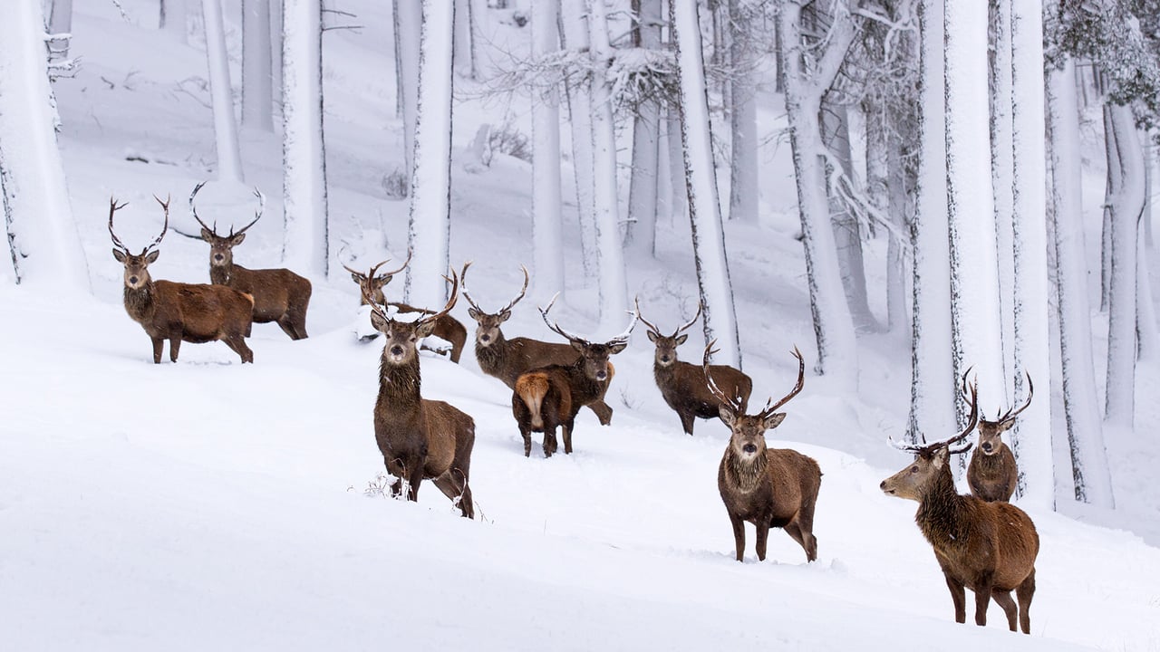 Herd of red deer stags in a snow-covered pine forest, Cairngorms National Park (© Scotland: The Big Picture/Minden Pictures)