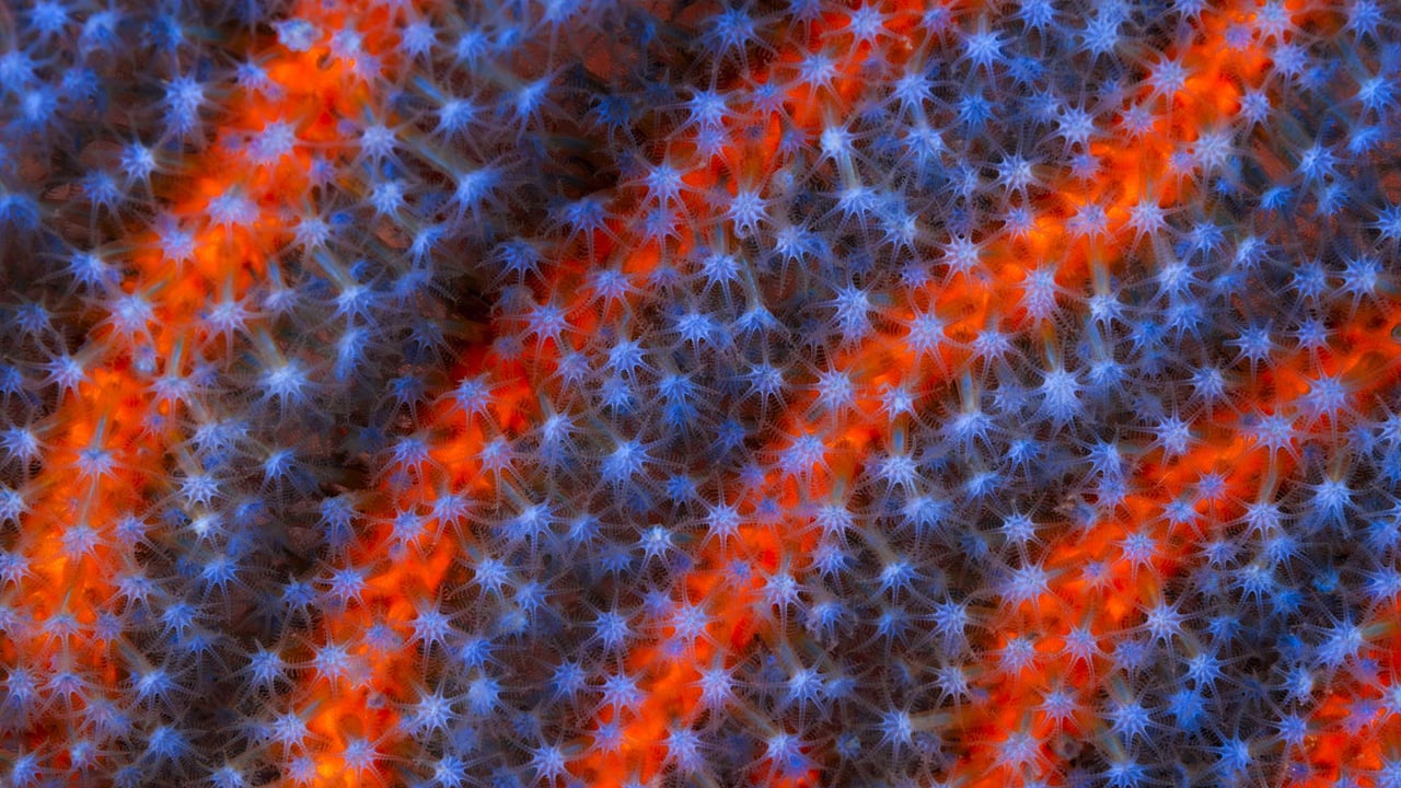 Soft Coral (Ellisella sp) in the Great Barrier Reef, Australia (© Gary Bell/Oceanwide/Minden Pictures)