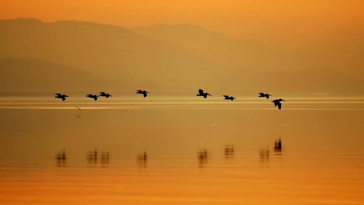 Pelicans at Sonny Bono Salton Sea National Wildlife Refuge, California (© David McNew/Getty Images)