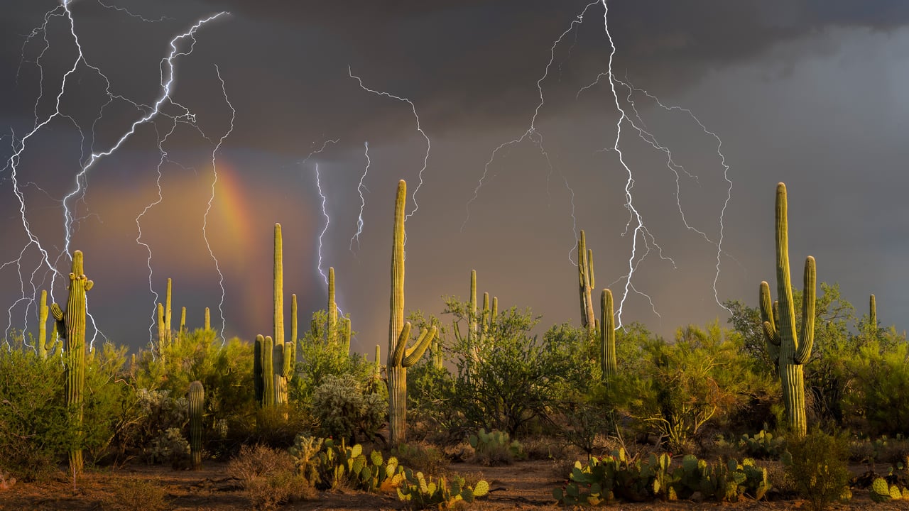 Orage sur des cactus saguaro, désert de Sonora, Arizona, États-Unis (© Jack Dykinga/Nature Picture Library)