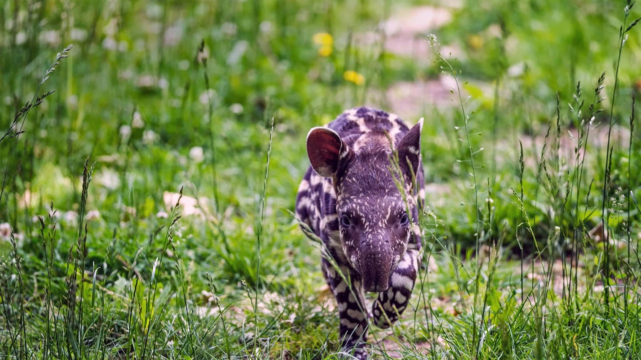 South American tapir calf trots through the grass (© Nick Fox/Shutterstock)