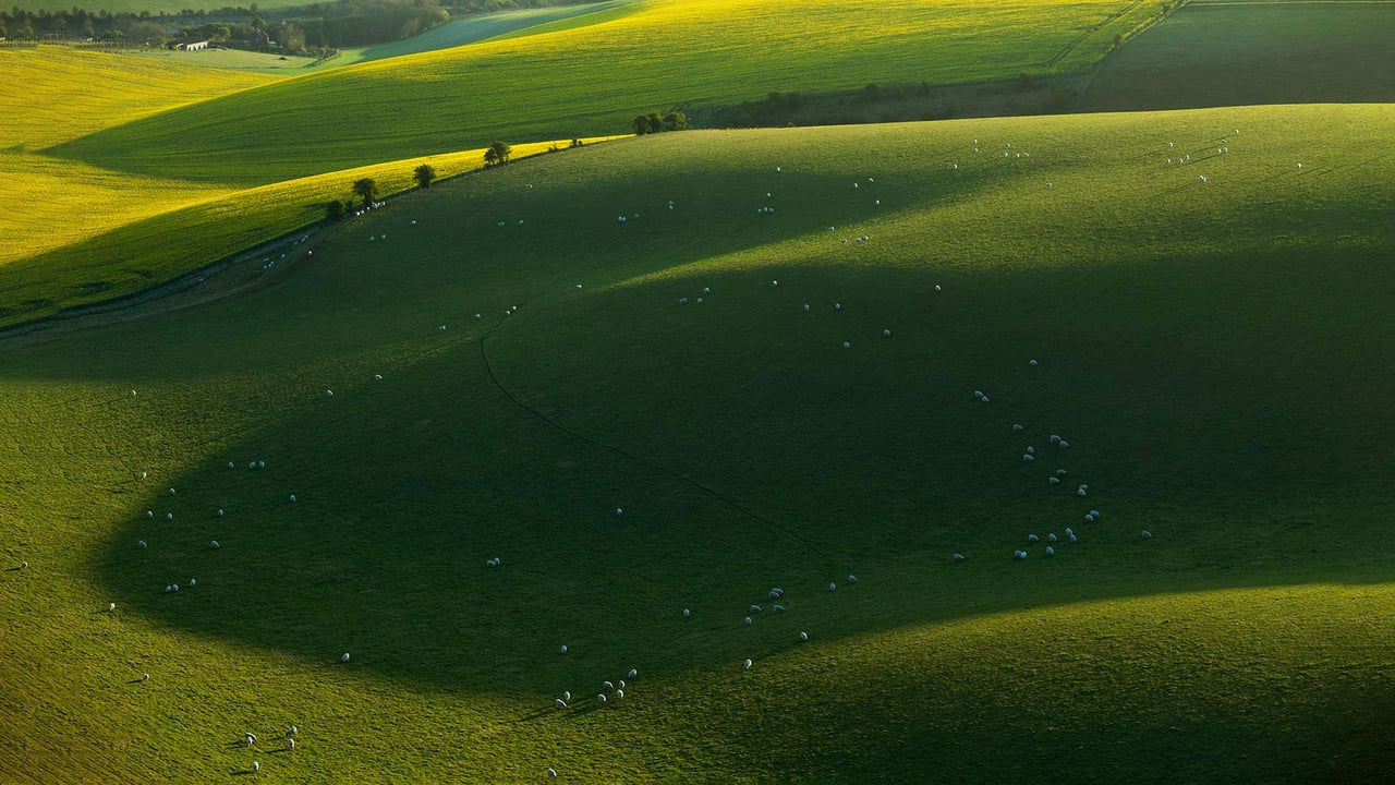 Sheep in South Downs National Park, East Sussex, England (© Slawek Staszczuk/Alamy)