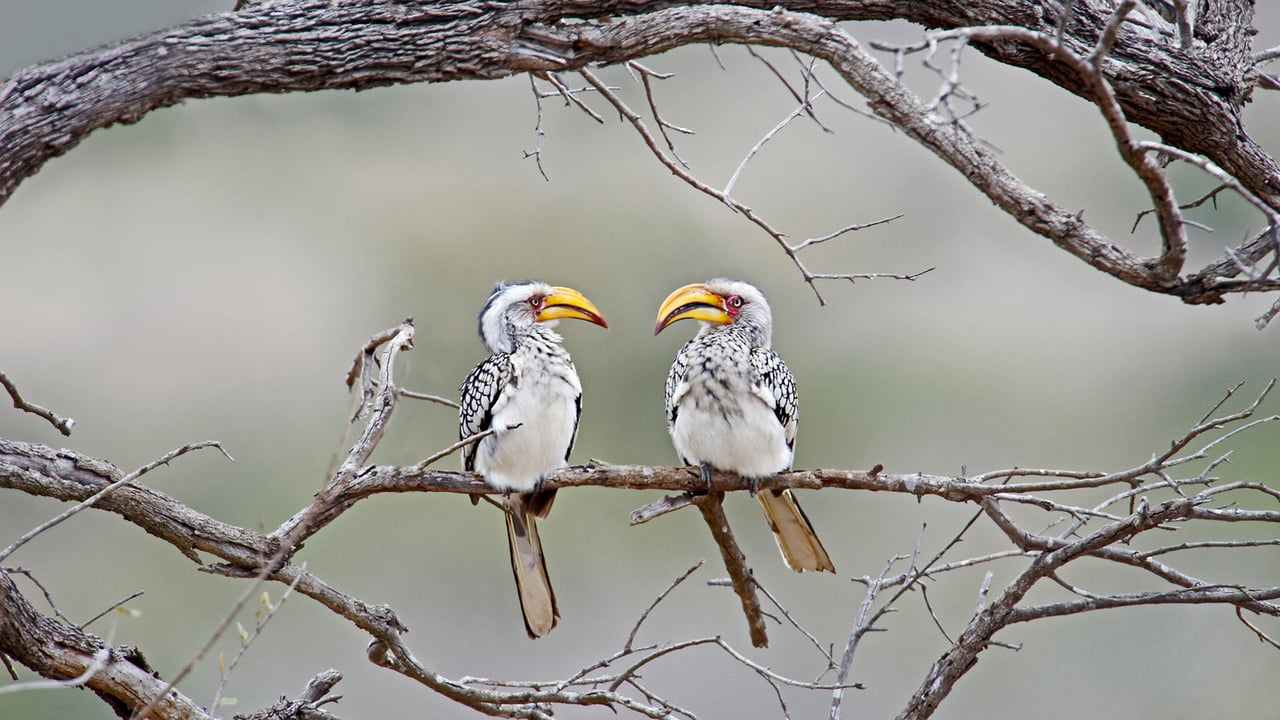 Southern yellow-billed hornbills in Kruger National Park, South Africa (© Ben Cranke/Getty Image)