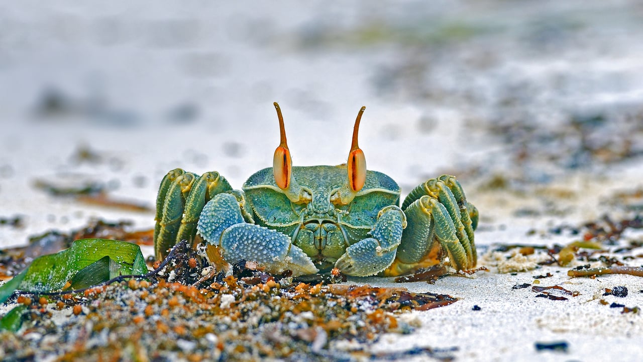 Horned ghost crab, Grand Anse, Praslin Island, Seychelles (© Ingo Schulz/Offset by Shutterstock)