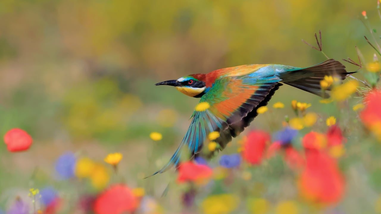 European bee-eater in Sierra de Grazalema Natural Park, Cádiz, Spain (© Andres M. Dominguez/Nature Picture Library)