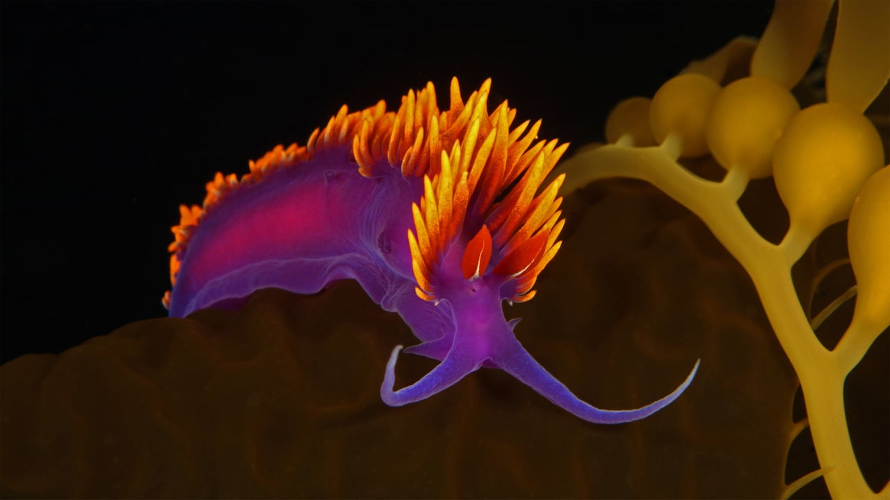Spanish shawl nudibranch on kelp off Santa Catalina Island, Channel Islands, California (© WaterFrame/Alamy)