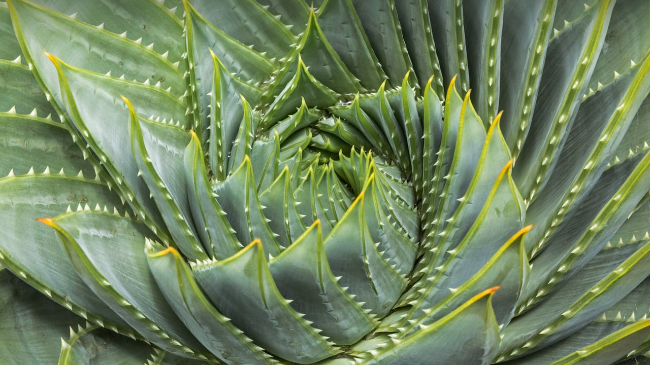 Spiral aloe (© David Madison/Getty Images)