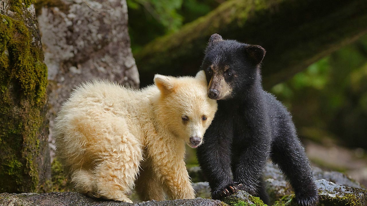 Kermode bear cub siblings huddling in Canada's Great Bear Rainforest, British Columbia (© Ian McAllister/Offset)