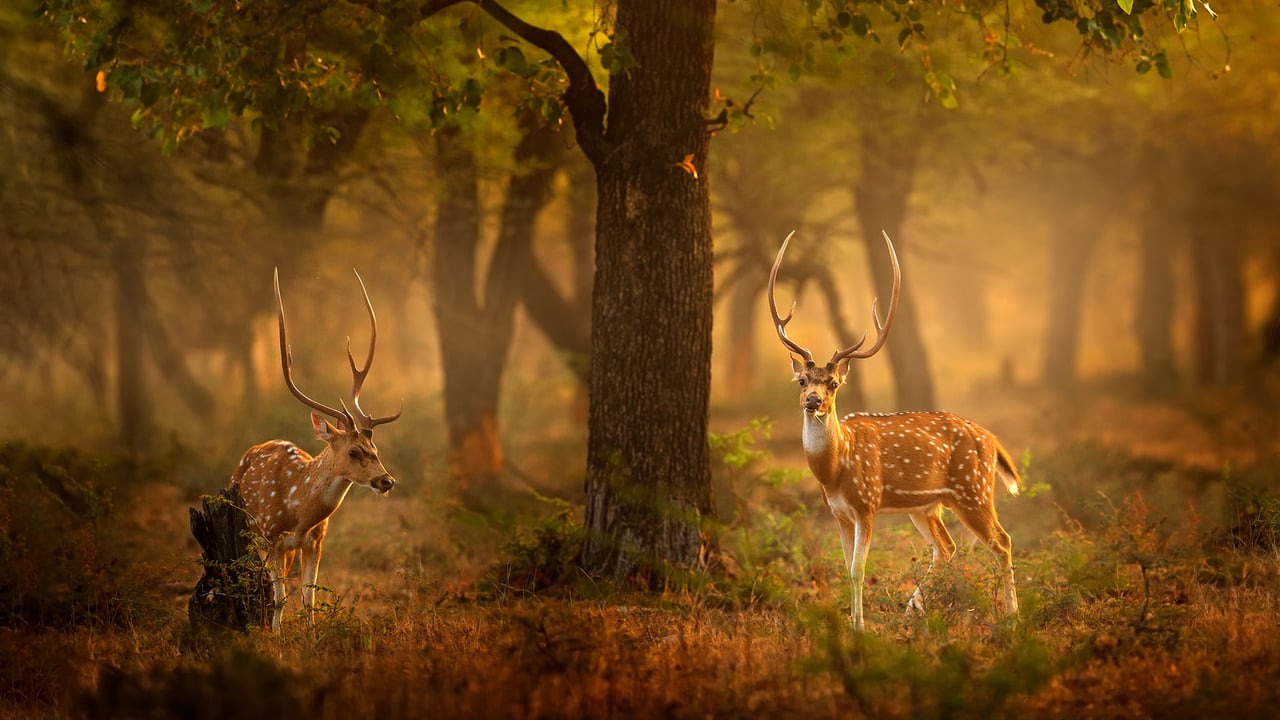 Spotted deer, Ranthambore National Park, Rajasthan, India (© Ondrej Prosicky/Shutterstock)