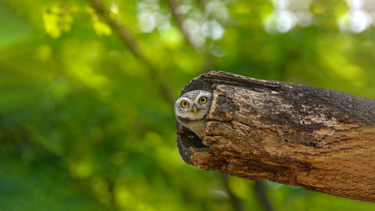 Spotted owlet, Bangkok, Thailand (© Tfilm/Getty Images)