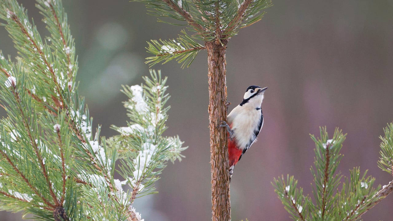 Great spotted woodpecker on Scots pine tree, Glenfeshie, Cairngorms National Park. (© Nature Picture Library/Alamy Stock Photo)