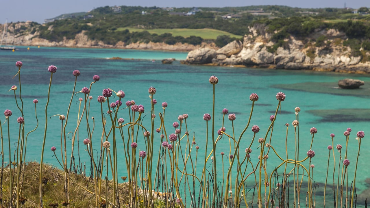 Petites fleurs roses le long d’une crique, Bonifacio, Corse, France (© Roberto Moiola/Getty Images)