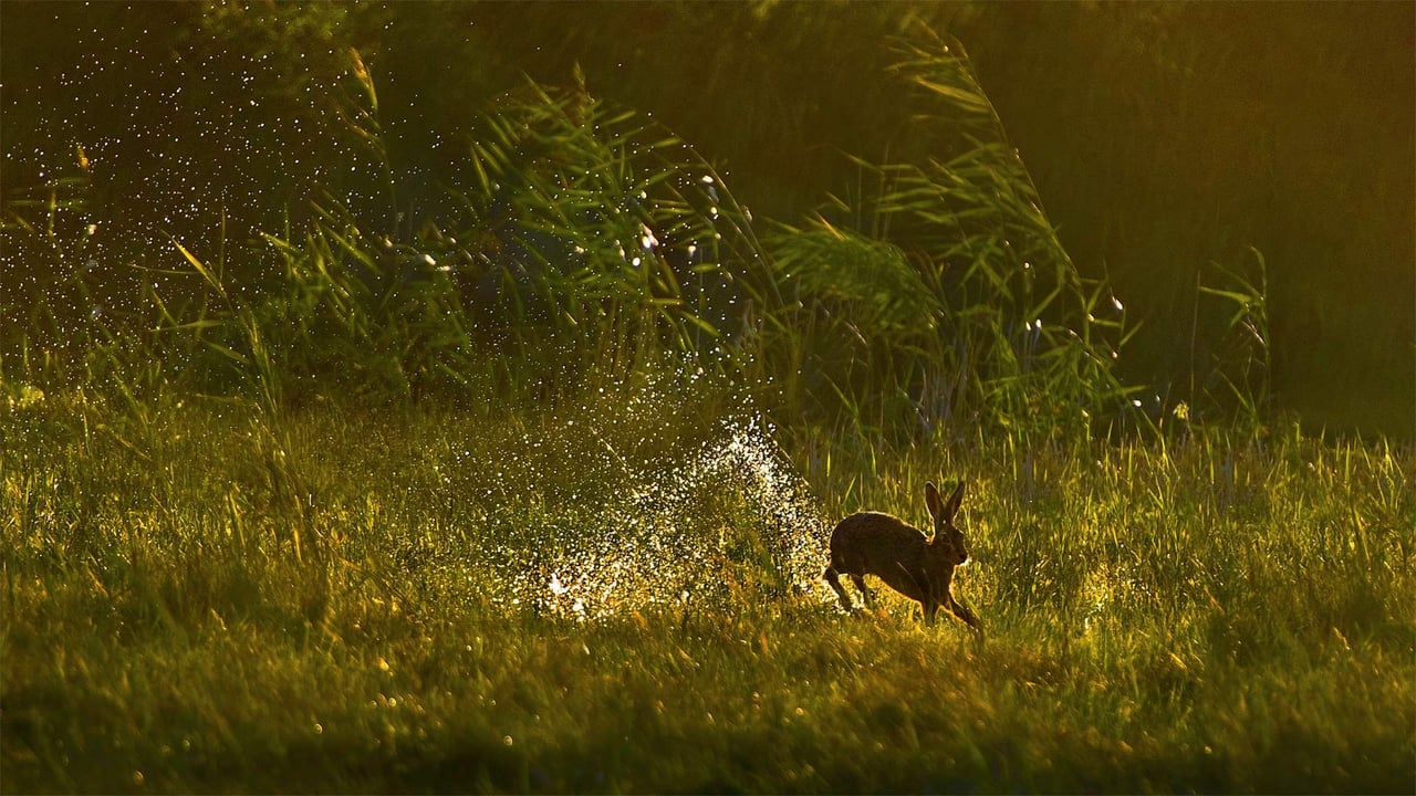 A European hare jumps through a wetland in the Netherlands (© Jim Brandenburg/Minden Pictures)