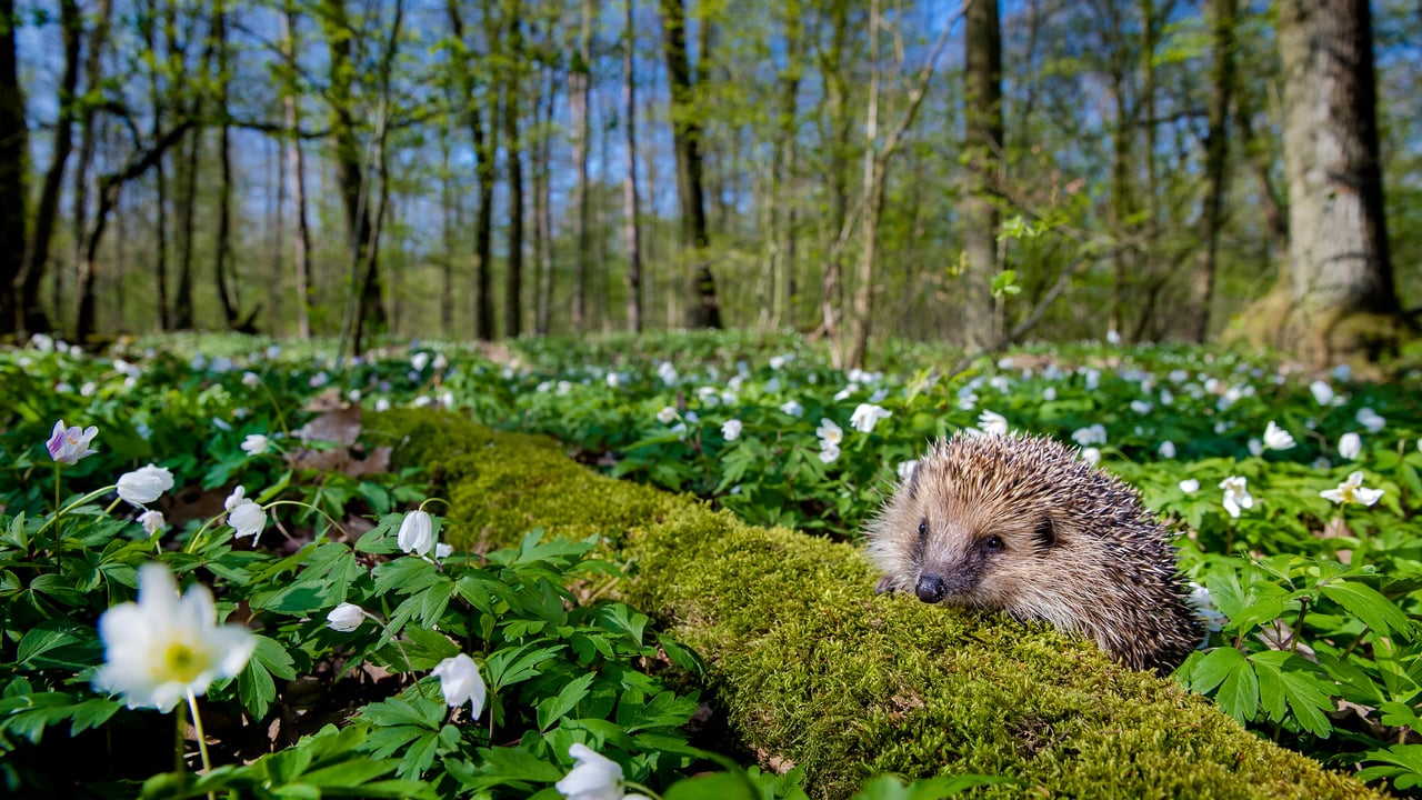 Hérisson d’Europe (© Klein & Hubert/Nature Picture Library)