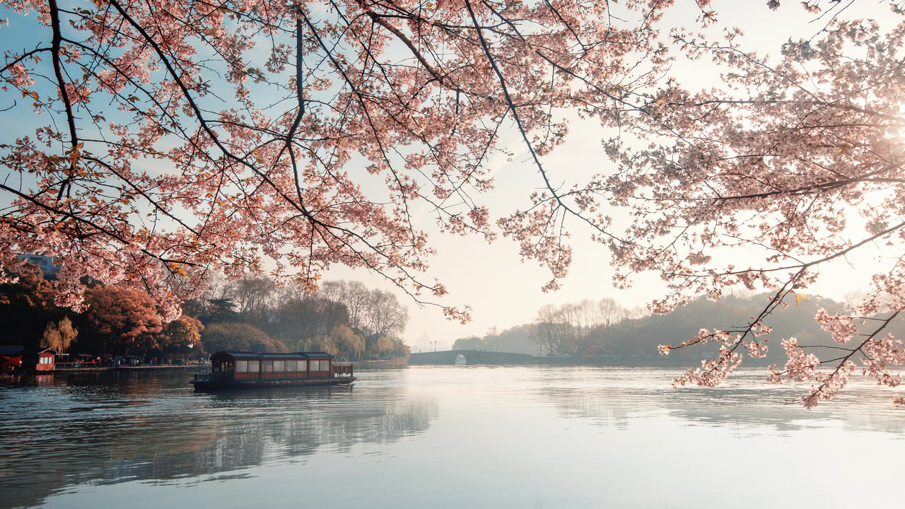 美丽盛开的樱花，杭州的春天，中国 (© zhang shuang/Getty Images)