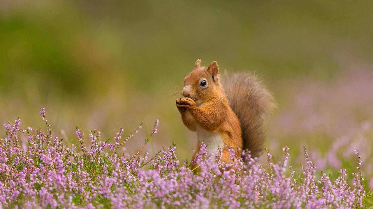 Red squirrel in heather, Scotland (© Christopher Drabble/Alamy)