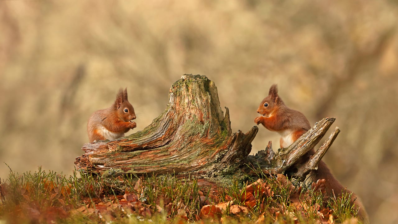 Red squirrels in Cairngorms National Park, Highlands, Scotland (© Scotland: The Big Picture/Minden Pictures)