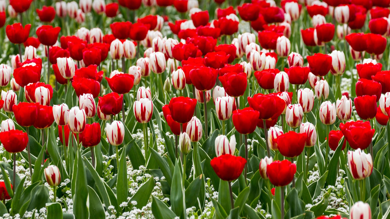 Red and white tulips for St George’s Day (© Annie Eagle/Alamy Stock Photo)