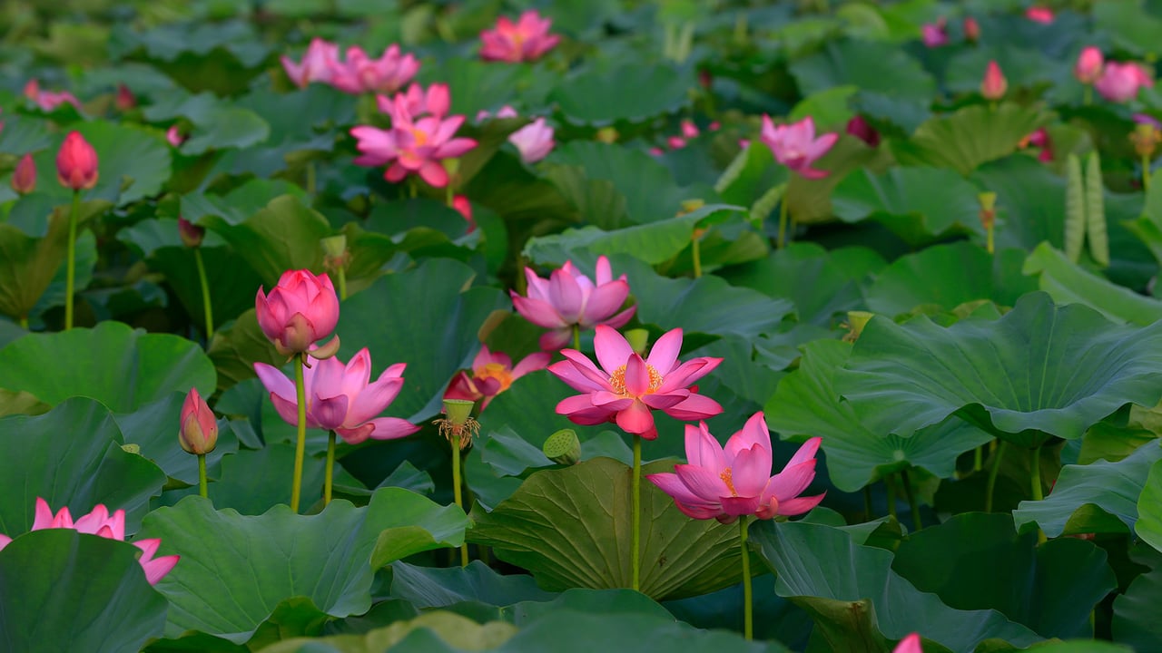 夏日盛开的荷花 (© pandemin/Getty Images)