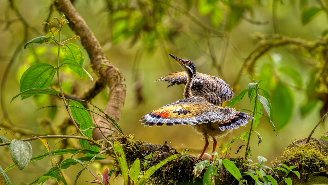 Caurale soleil faisant sa parade nuptiale, Équateur (© Andy Rouse/naturepl.com)