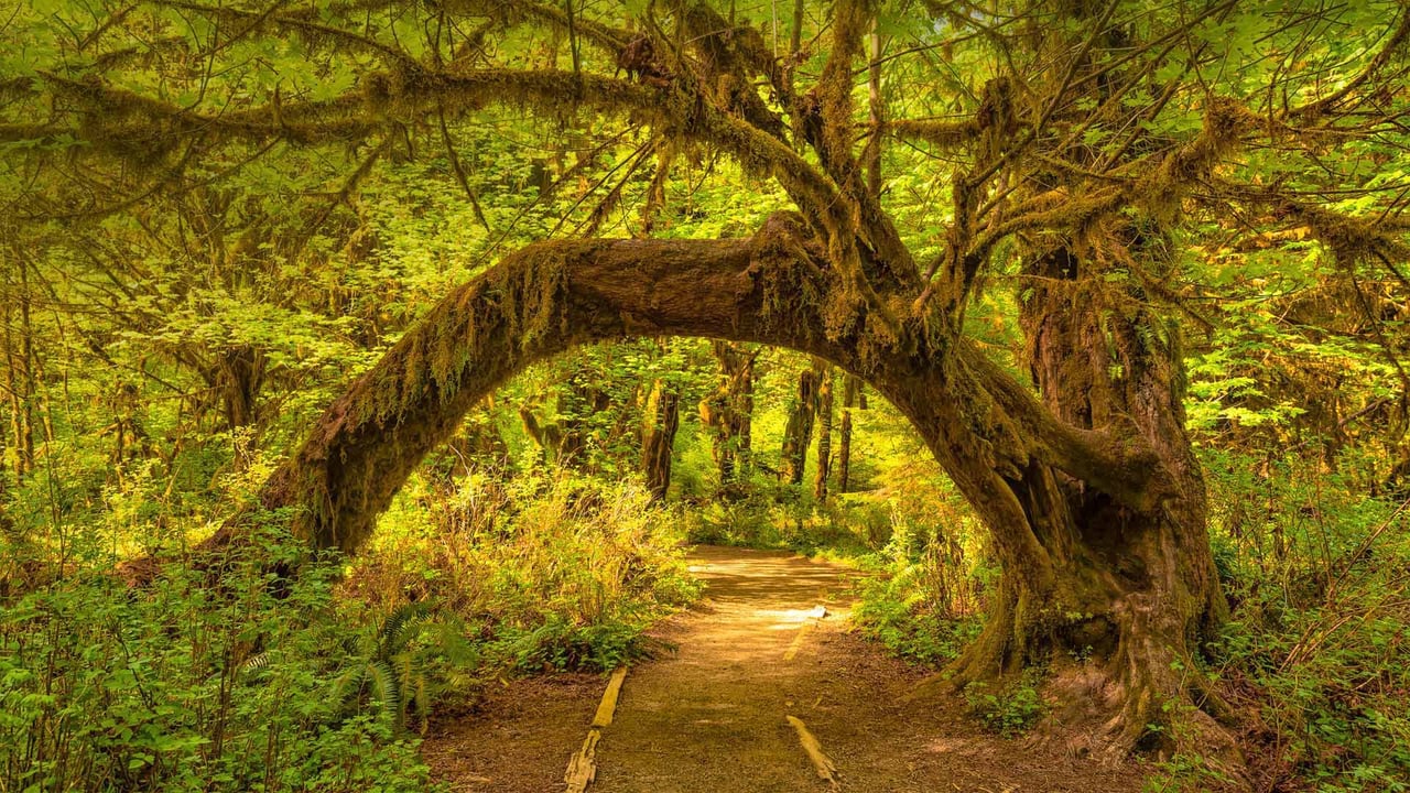 The Hoh Rainforest in Olympic National Park, Washington state (© Jorge Romano/Offset by Shutterstock)