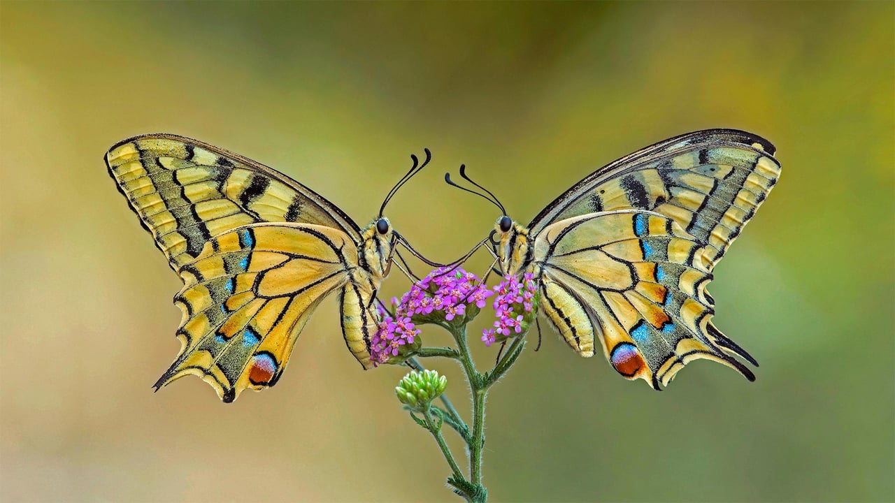 Old World swallowtail butterflies on a flower (© Alberto Ghizzi Panizza/Getty Images)