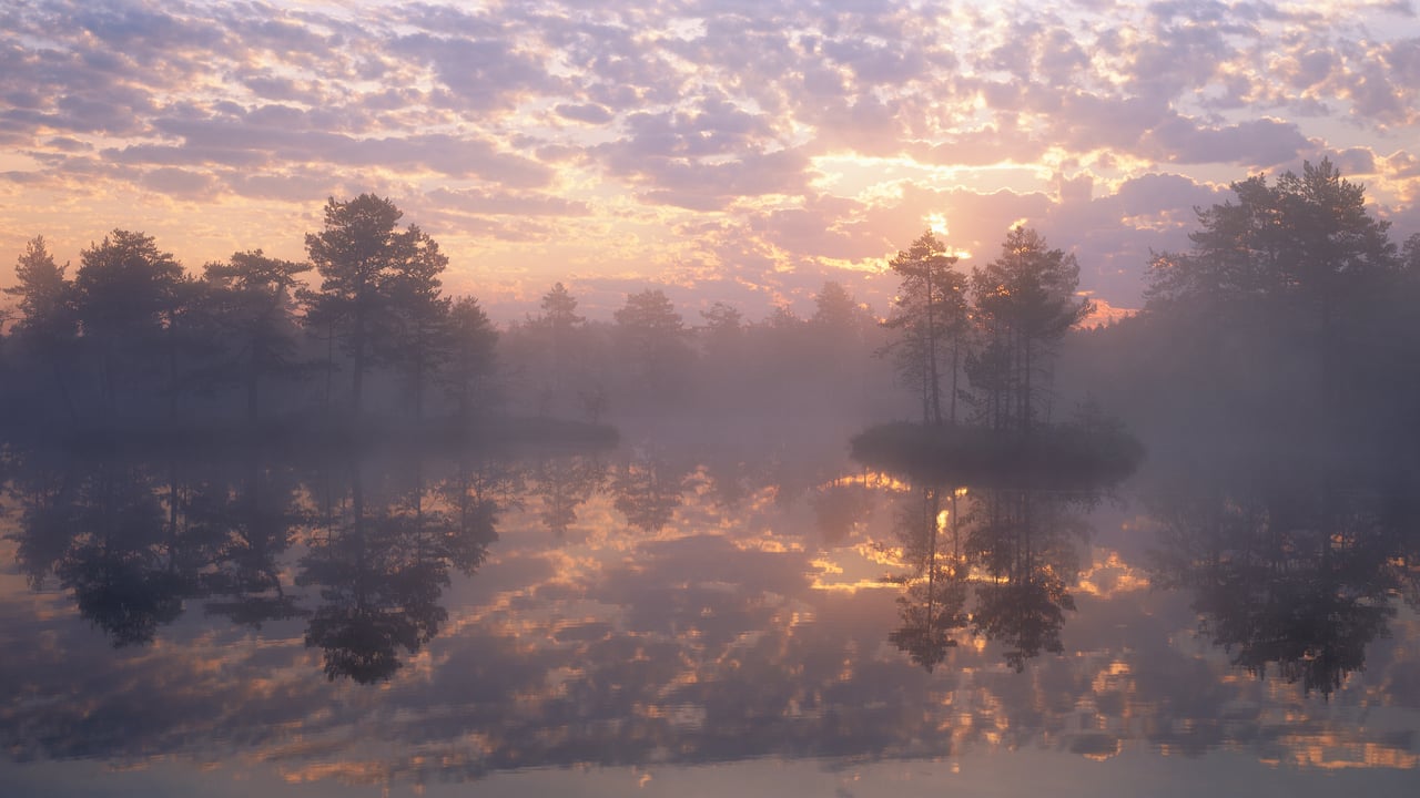Knuthöjdsmossen, a nature reserve in Sweden (© Sven Halling/DEEPOL/plainpicture)