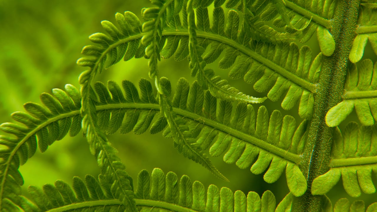 Detail of an ostrich fern in spring, Washington state (© Stephen Matera/Tandem Stills + Motion)