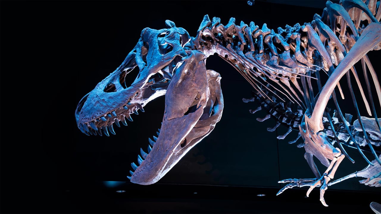Fossil skeleton of a Tyrannosaurus rex (© Corbin17/Alamy)
