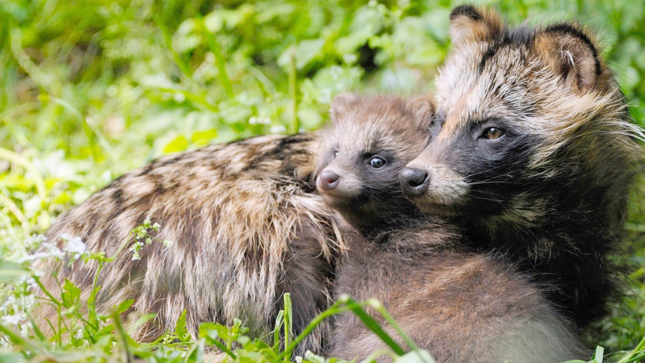 ｢タヌキの親子｣ドイツ (© blickwinkel/Alamy Stock Photo)