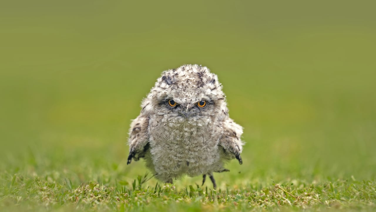 Tawny frogmouth chick, Australia (© SnapRapid/Offset by Shutterstock)