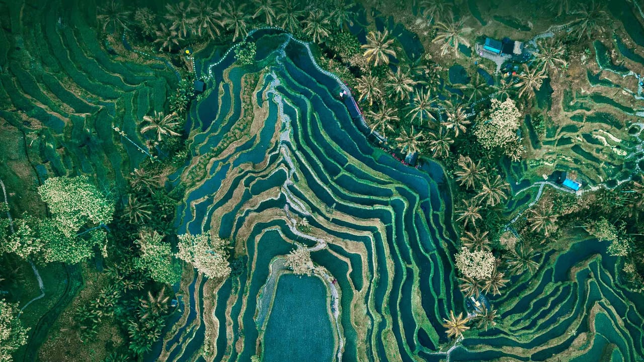 Tegallalang terrace farms in Ubud, Bali, Indonesia (© Cavan Images/Adobe Stock)
