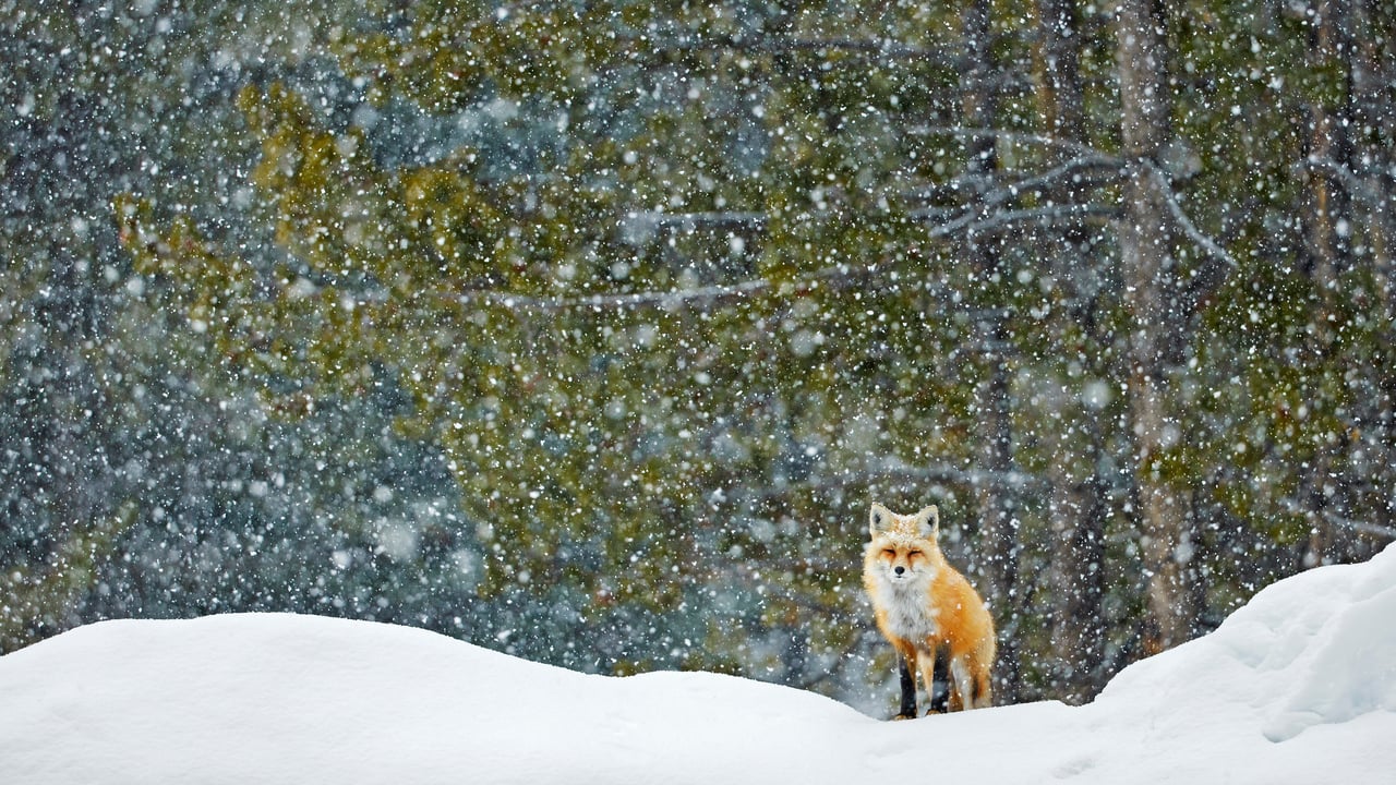 Red fox standing in snowfall, Grand Teton National Park, Wyoming, United States (© Radomir Jakubowski/naturepl.com)