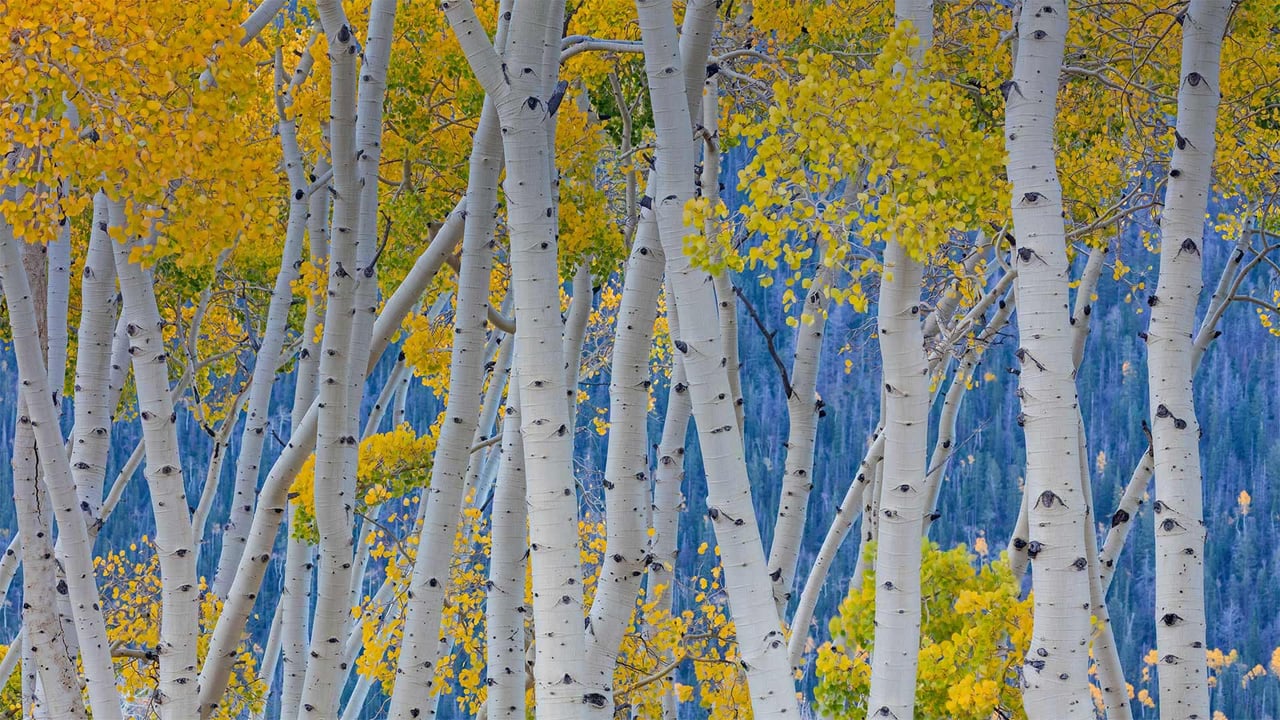 Quaking aspens of Pando in Fishlake National Forest, Utah (© Don Paulson/Danita Delimont)