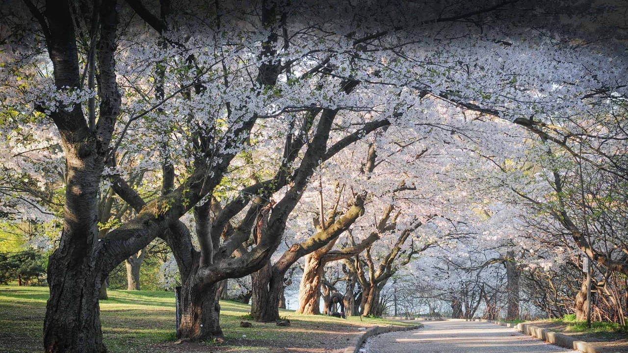 Japanese cherry blossom trees in High Park, Toronto (© Oleksandra Korobova/Getty Images)