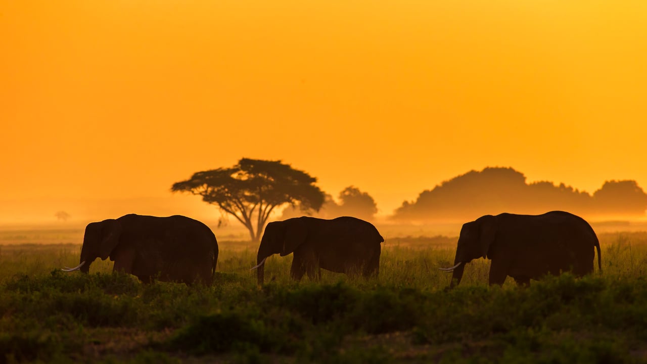 Elephant family in Amboseli National Park, Kenya (© Ibrahim Suha Derbent/Getty Images)
