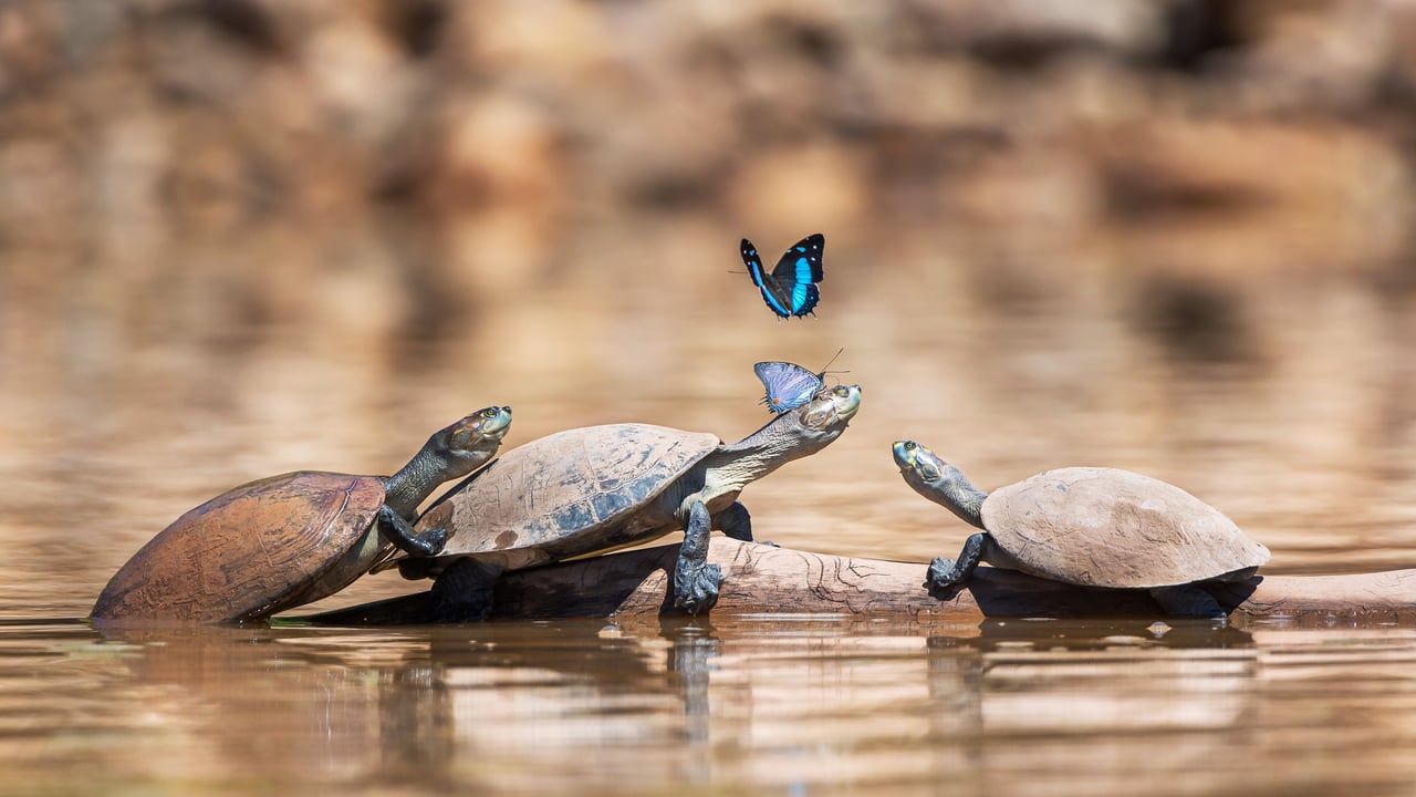 Tortues et papillons (© Patrick Gallet/Getty Images)