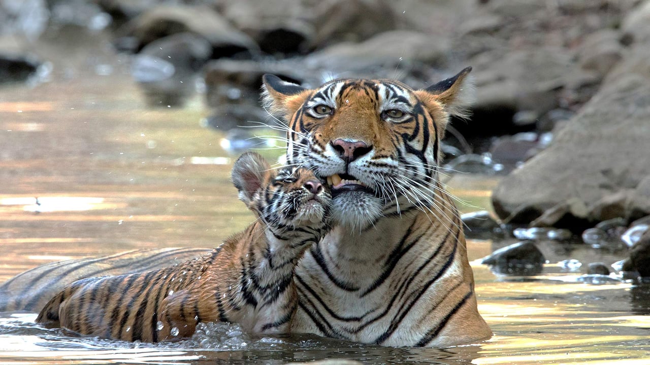 ベンガルトラの親子, インド (© Andy Rouse/NPL/Minden Pictures)