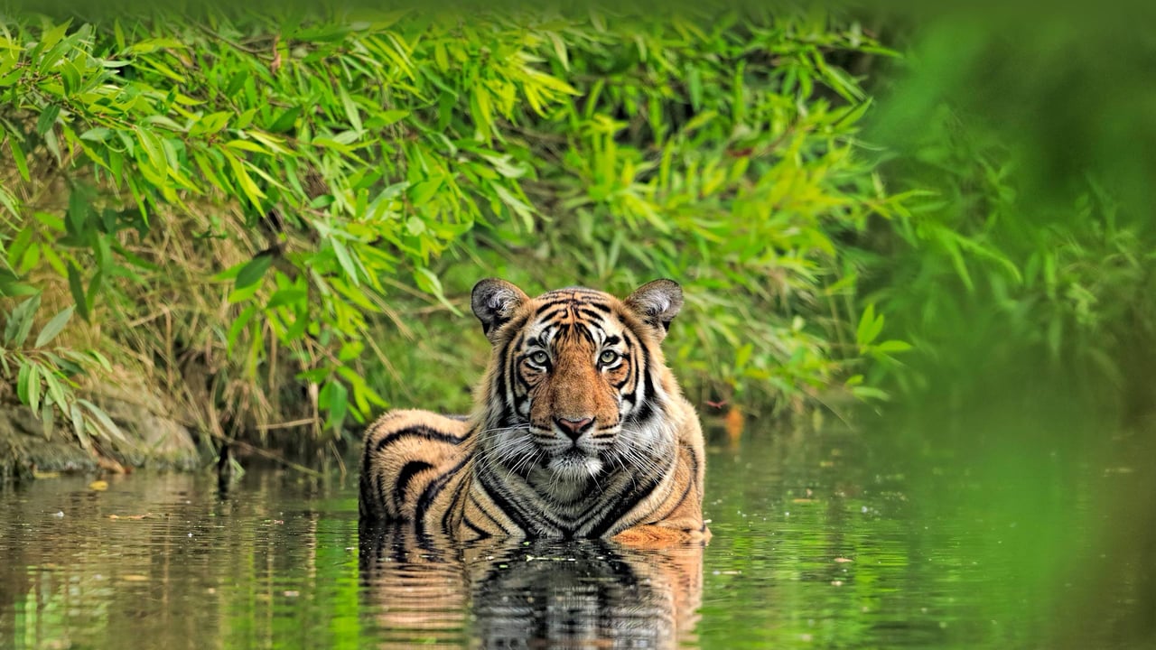 Bengal tiger, Ranthambore National Park, India (© Andy Rouse/Minden Pictures)
