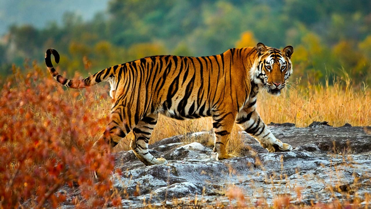 Tiger at the Bandhavgarh National Park, Madhya Pradesh (© Mint Images/offset by shutterstock)