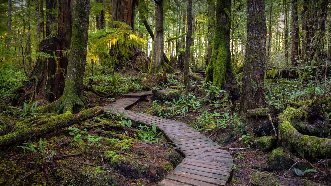 Wooden path to Kennedy Lake, Vancouver Island, BC, Canada (© EB Adventure Photography/Shutterstock)
