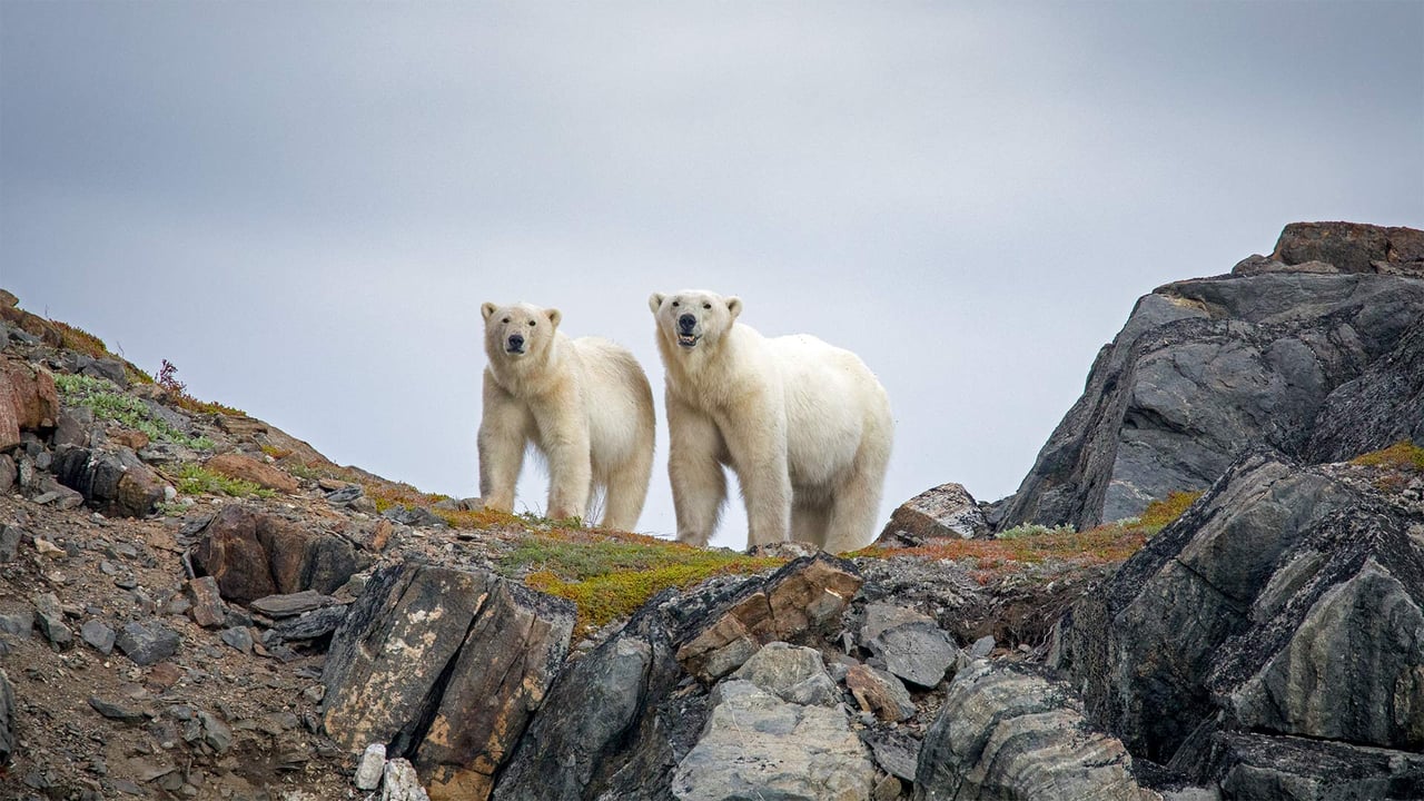 Polar bears in Torngat Mountains National Park, Canada (© Cavan Images/Offset by Shutterstock)