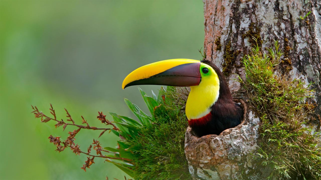 Chestnut-mandibled toucan nesting in the cavity of a tree, Costa Rica (© Greg Basco/Minden Pictures)