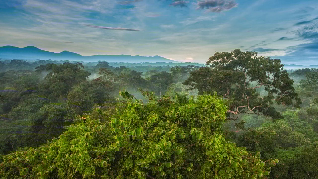 Black-mandibled toucan in the rainforest canopy of La Selva Biological Station in Costa Rica (© Greg Basco/Minden Pictures)