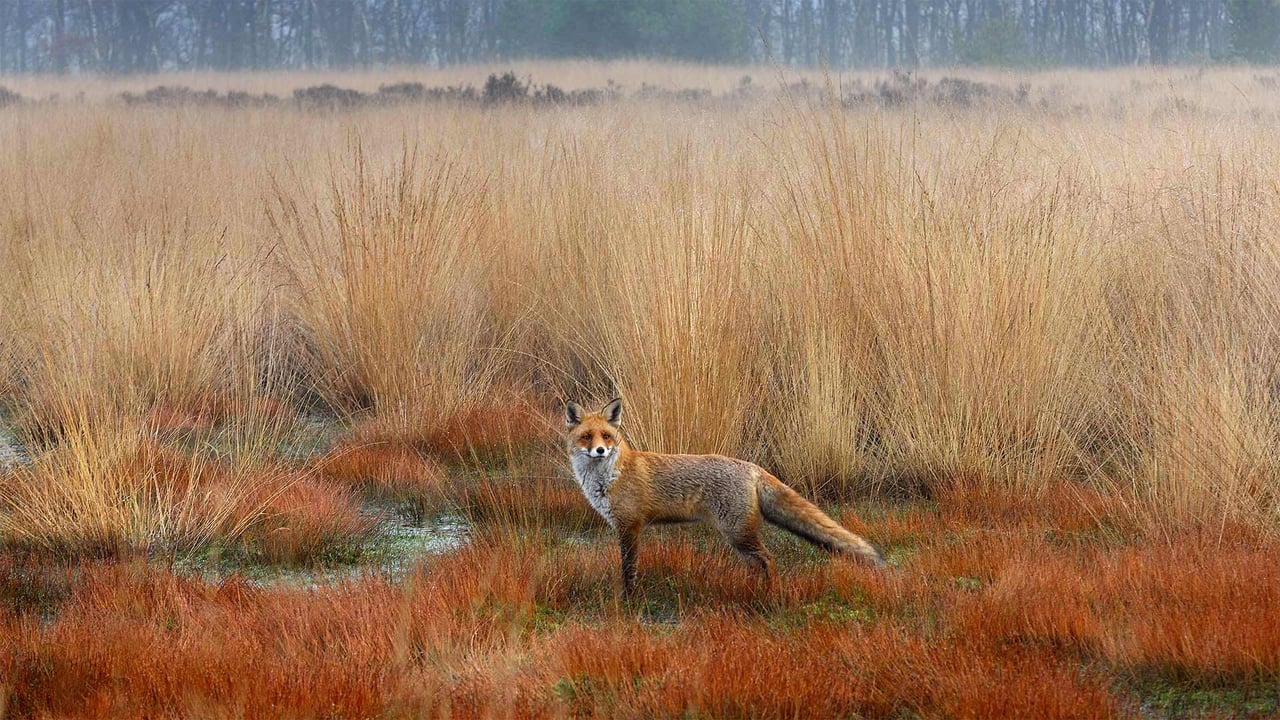 Red fox in the Netherlands (© Wim Weenink/Minden Pictures)